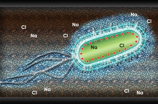 moléculas de agua atraídas por una bacteria cargada