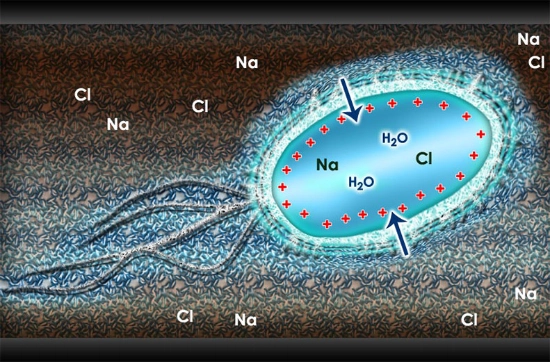 ósmosis dibujando agua pura en bacteria